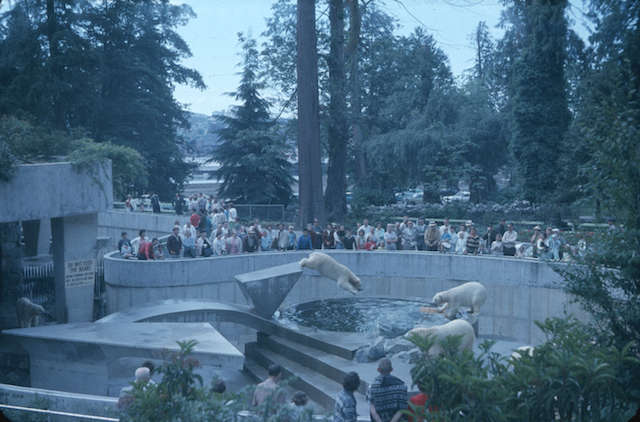 stanleyparkpolarbears
