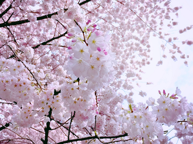 Akebono樱花