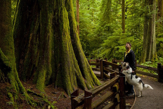 一个男人和他的狗在大教堂林中探索小径。旧生长森林的剩余部分之一。