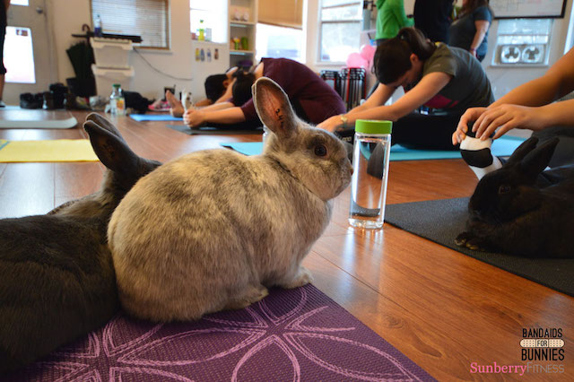 兔子瑜伽 - 桑伯里的拟合度