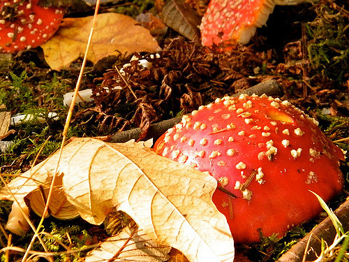 斯坦利公园的Amanita蘑菇