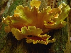蘑菇chickenforest