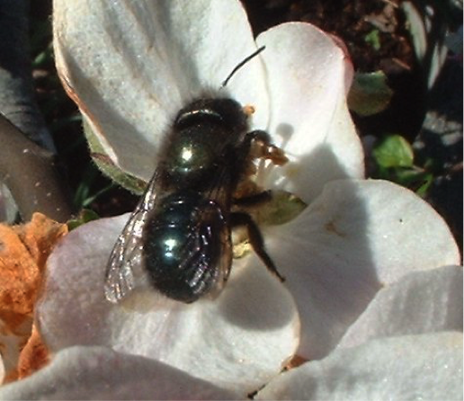 斯坦利公园生态协会蜜蜂