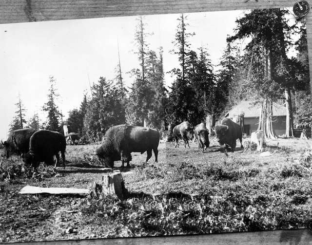 1912年史丹利公园的野牛
