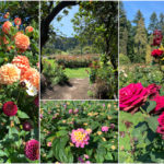 斯坦利公园玫瑰花园（1）