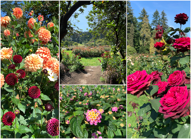 斯坦利公园玫瑰花园 - 温哥华周围花园的季节颜色
