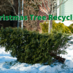 圣诞树回收
