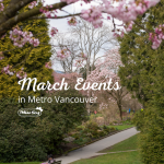 温哥华大都会樱花的三月活动